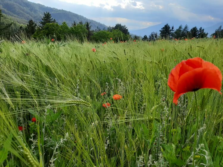 fleurs de montagne