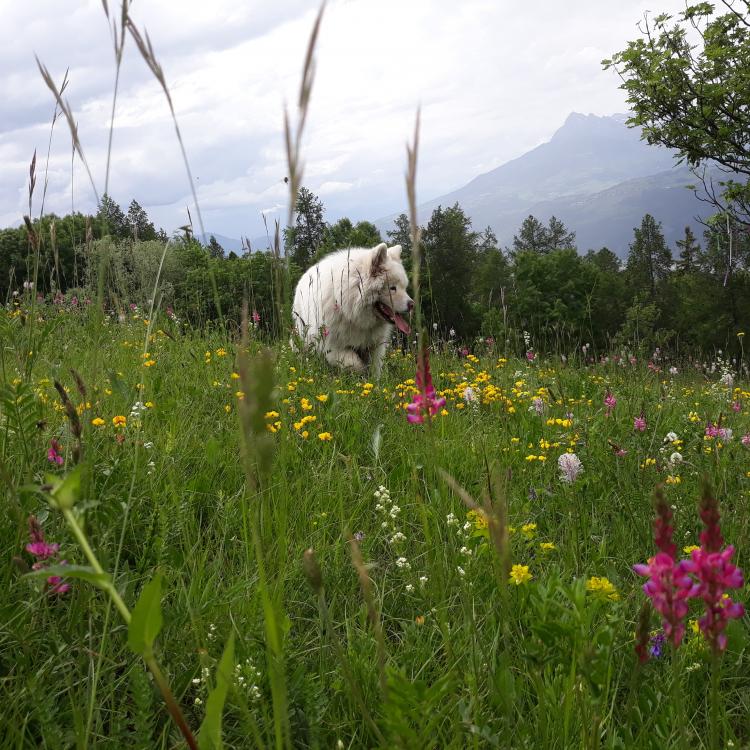 fleurs de montagne