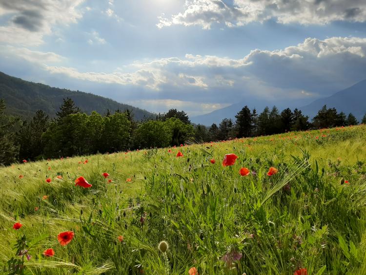 fleurs de montagne