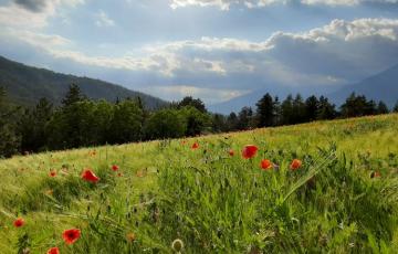 fleurs de montagne